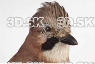 Jay - Garrulus glandarius 0032